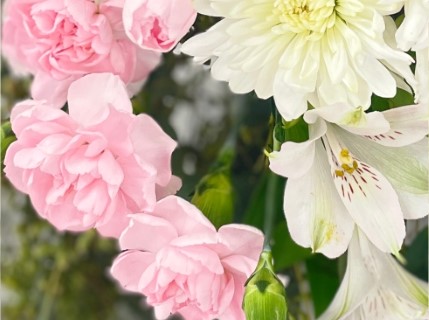 Pink Carnations and White Chrysanthemum and White alstroemeria